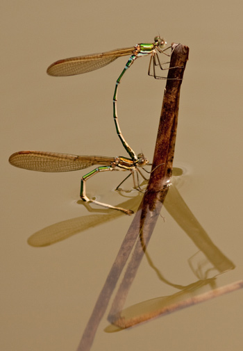 Austrolestes cingulatus